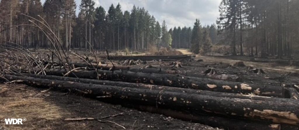 Nordrhein-Westfalen: Waldbrand in Hürtgenwald bei Aachen endgültig gelöscht