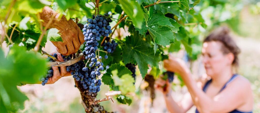 Weinlese in Deutschland beginnt so früh wie nie zuvor