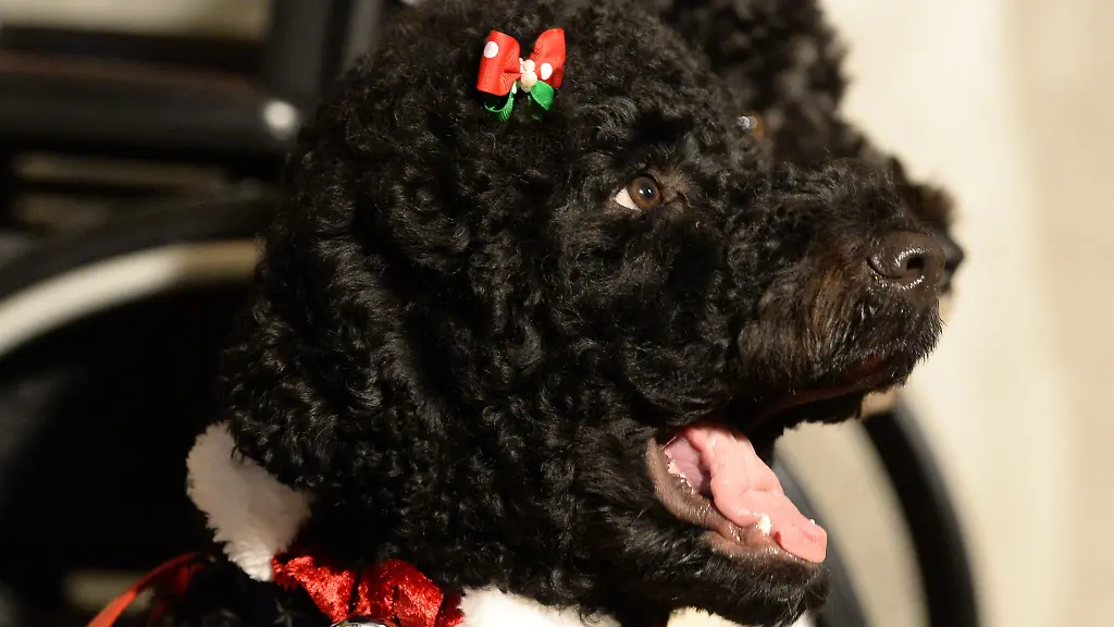 First Dog“ Sunny tot: Barack Obama trauert um „ein geschätztes Mitglied unserer Familie