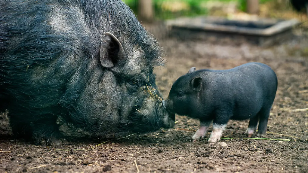 Schwein darf nicht in Altbauwohnung gehalten werden