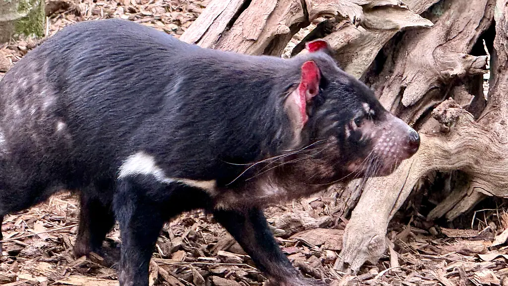 Auch Säugetiere betroffen: Vogelgrippe erreicht Australien – und breitet sich aus