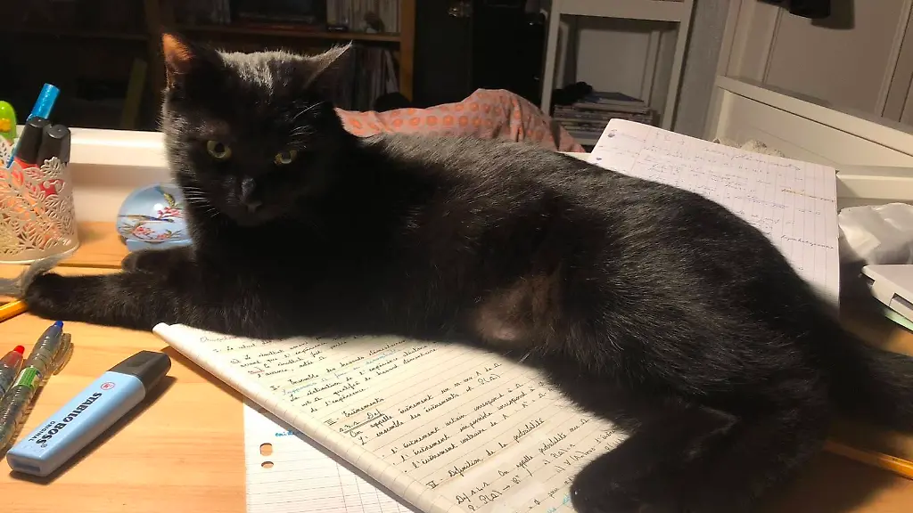 Entlaufene französische Katze wieder bei Familie