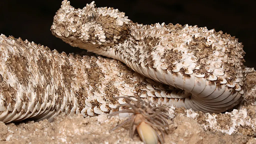 „Unglaublich und total cool“: Dieses Tier ist vorn Schlange und hinten Spinne