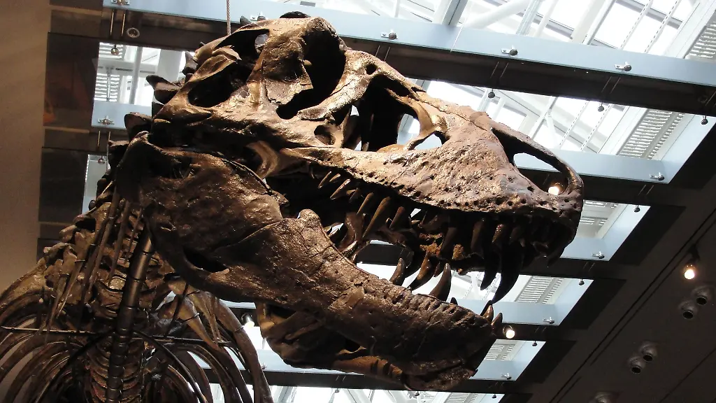 Etwa so wie ein Elefant: Tyrannosaurus rex war tatsächlich ein Warmblüter