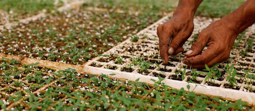 Neustart für Saatgutbank in Gaza gibt Hoffnung für Landwirtschaft