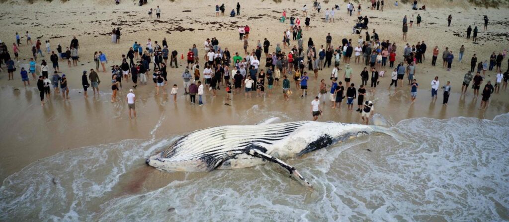 Australien: Walkadaver sorgt für Hai-Alarm am Stadtstrand von Perth