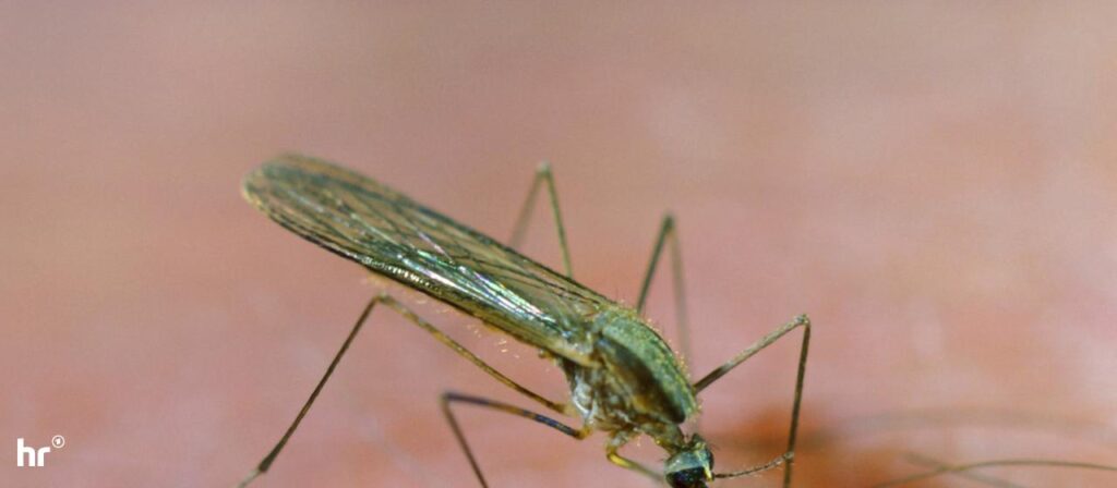 Frankfurt am Main: An Malaria erkrankte Person gestorben