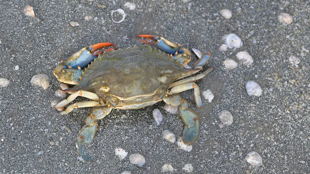 Nordsee besonders betroffen: Wie invasive Arten vom Meeresspiegelanstieg profitieren