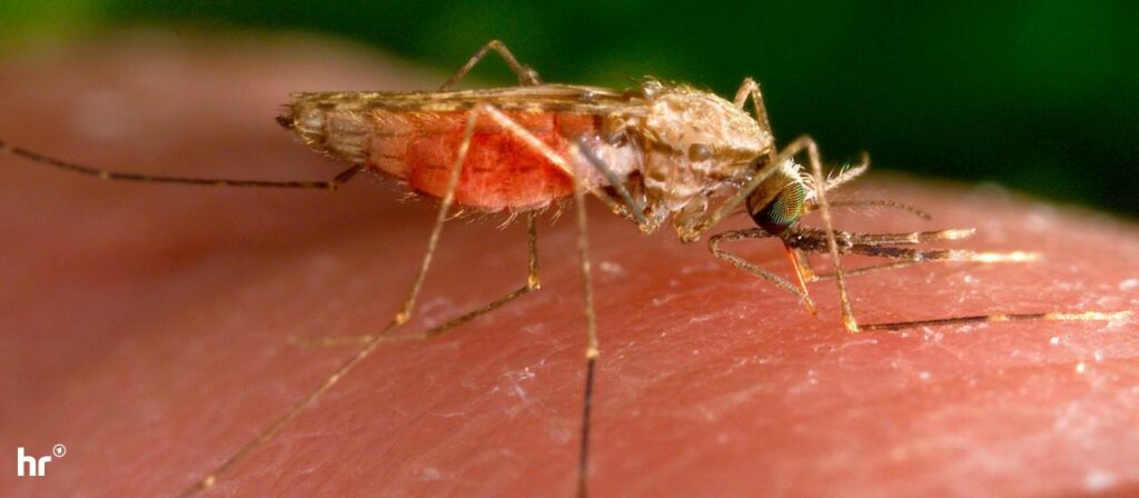 Malaria-Fälle im Umfeld des Frankfurter Flughafens festgestellt