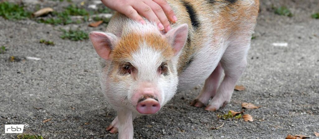 Berlin: Gericht verbietet Schweinehaltung im vierten Stock