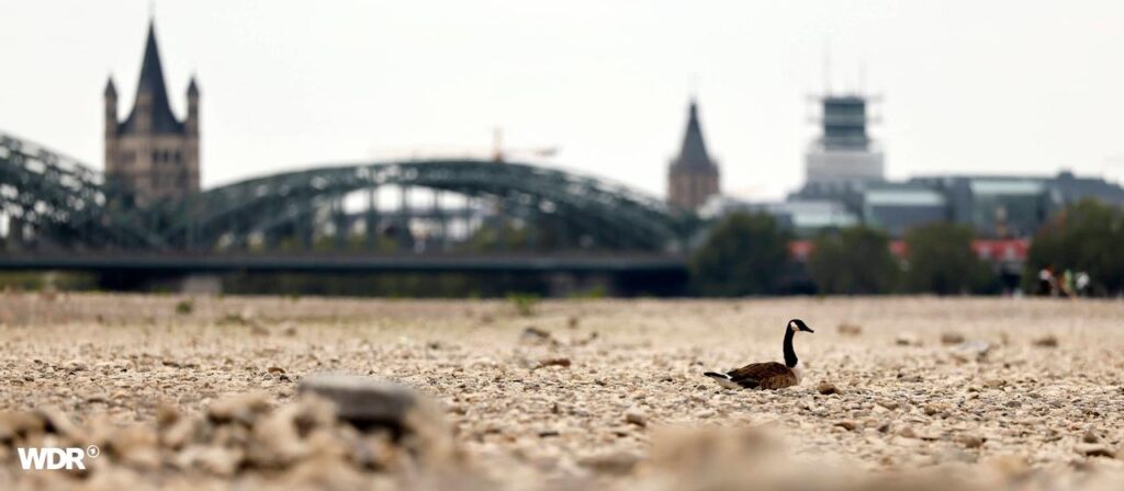 Prognose unter 40 Zentimeter: Der Rheinpegel soll weiter sinken