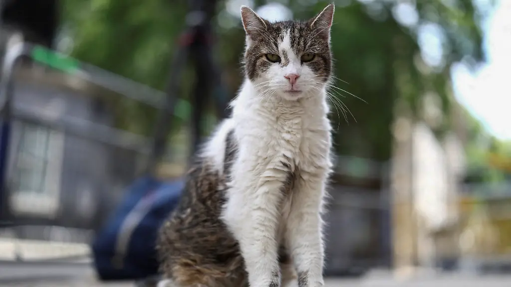 Mäusejäger der Downing Street: Kultkater Larry erholt sich von kleinerer Operation