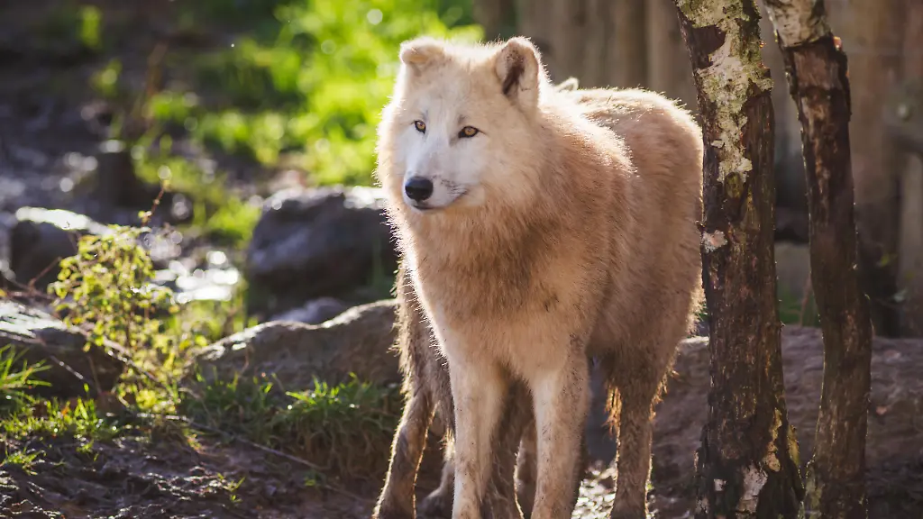Achtjährige schwer verletzt: Polizei ermittelt gegen Wildpark-Mitarbeiterin nach Wolfsattacke