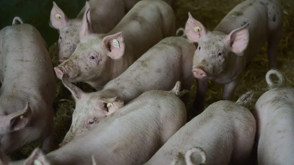 „So kann es nicht weitergehen“: Preisverfall: Deutsche Schweinehalter fordern Eingreifen der Politik
