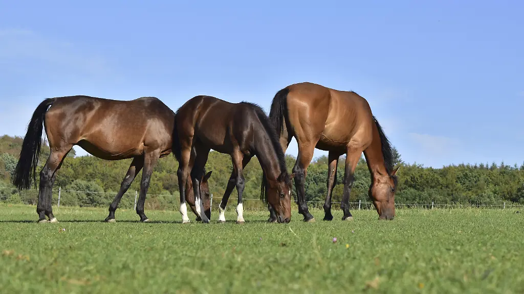 Tiere terrorisiert: Drohne jagt Pferd in Schleswig-Holstein in den Tod