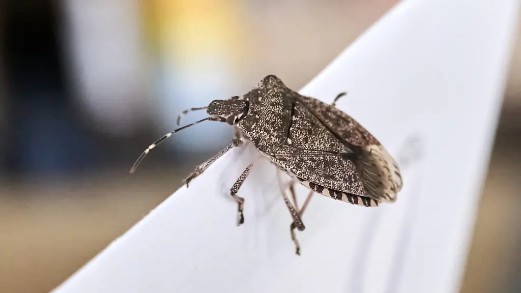 Im Herbst kommt die Invasion: So vertreibt man Stinkwanzen aus der Wohnung