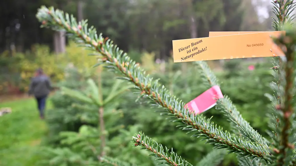 Angebot geht zurück: Weihnachtsbäume werden in diesem Jahr teurer
