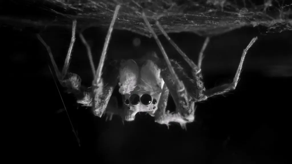 Zuckungen in der REM-Phase: Intelligente Spinne schläft ähnlich wie Menschen