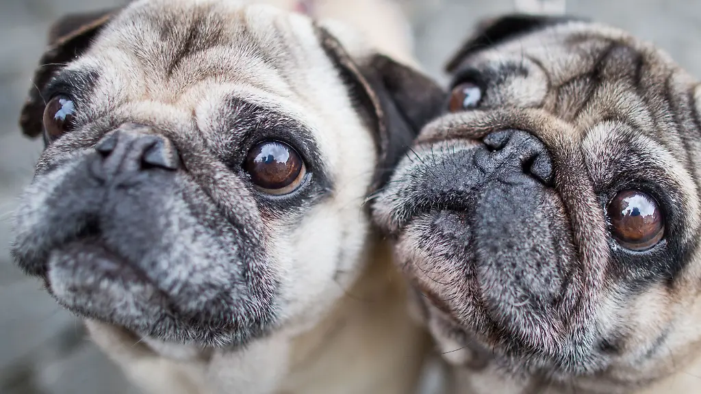 Atemnot-Risiko bei Qualzucht: Hunde zahlen schmerzhaften Preis für Niedlichkeit