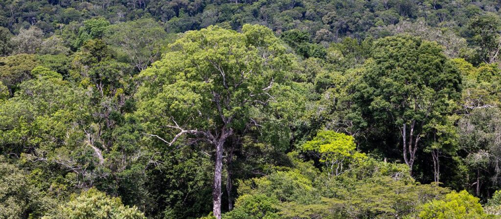Amazonas in Brasilien: Abholzung auf tiefstem Stand seit 1988