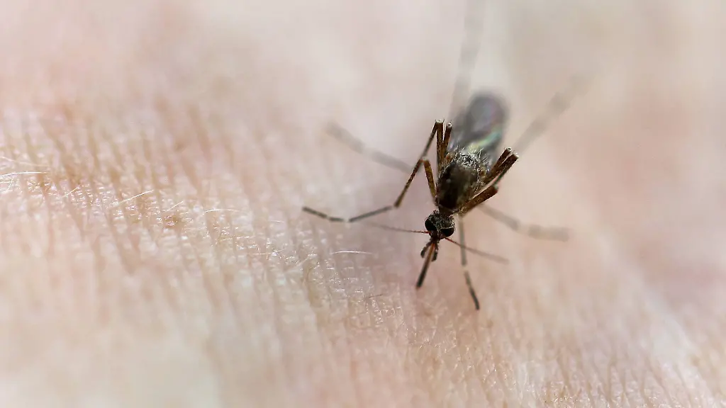 Keine Behandlung bekannt: Sindbis-Virus infiziert erstmals Menschen in Deutschland