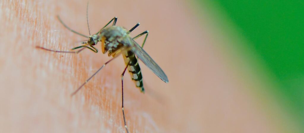 Von Stechmücken übertragen: Erstmals Sindbis-Virus in Deutschland
