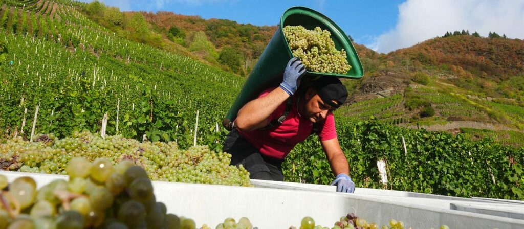 Weinlese: Winzer rechnen mit kleinster Ernte seit 2010